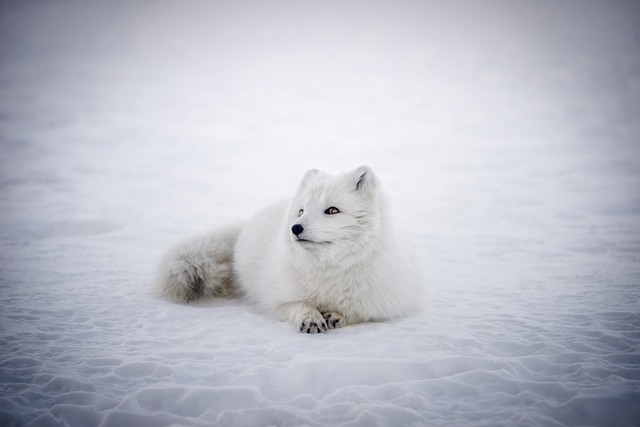 polární liška